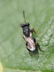 Haltichella rufipes